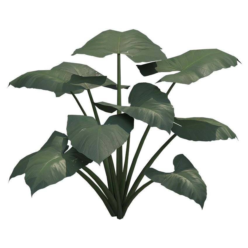 Colocasia esculenta antiquorum - Black Elephant Ear